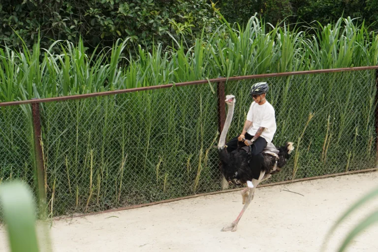 CƯỠI ĐÀ ĐIỂUU